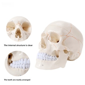 Natural-Size Anatomical Skull Model for Medical Science Human Anatomy Specimen with <strong>Removable</strong> <strong>Suture</strong> - Product Image 5