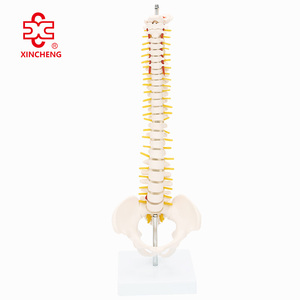 <strong>Half</strong>-Size Vertebral Column with Pelvis <strong>Skeleton</strong> Model (42 Cm) Model XC-131 - Product Image 1