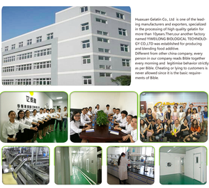 <span class=keywords><strong>Gélatine</strong></span> bovine <span class=keywords><strong>en</strong></span> <span class=keywords><strong>poudre</strong></span> <span class=keywords><strong>Bloom</strong></span> <span class=keywords><strong>200</strong></span> 220 240 260 280 300 de qualité professionnelle pour la confiserie et la gelée - Product Image 4