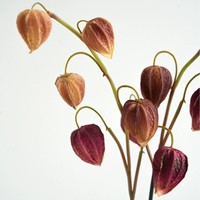 GOG1062 Bunga Tulip Buatan Tangan Berkualitas Tinggi dari PU dengan Sentuhan Realistis, Dekorasi Desain Interior Unik untuk Pernikahan dan Natal
