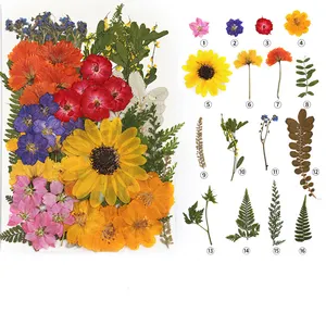 Echte Natur Blumen Kräuter Set Günstige Diy Mix Trocken gepresste getrocknete Gras blume für Harz Kerzen material