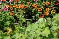 Détecteur d'humidité du sol CITICITY, capteur d'humidité à double broche pour plantes et jardins, outil de test