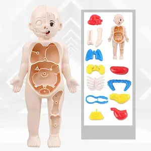 Kit di assemblaggio anatomico realistico 14 pz parti rimovibili-stelo giocattoli educativi modello interattivo di anatomia umana