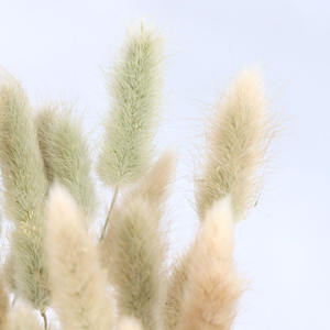 20 Ramas/Unidades de Plantas de Lagurus Ovatus, Colas de Conejo Reales, <span class=keywords><strong>Flores</strong></span> <span class=keywords><strong>Secas</strong></span>, Hierba, Flor Eterna - Product Image 3