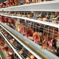 Projet d'élevage pour 30 000 poulets reproducteurs, avec des cages galvanisées multicouches de type H et des systèmes d'alimentation automatiques.