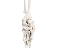 CBM-001H mitad humana desarticulado esqueleto modelo Artificial anatomía médica modelo de esqueleto