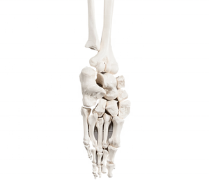 Esqueleto desarticulado <span class=keywords><strong>humano</strong></span> de CBM-001G, modelo de cuerpo completo, esqueleto médico anómico - Product Image 5