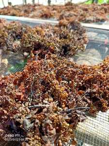 Engrais à base d'algues sargasses séchées de la marque GGN, Vietnam, meilleure qualité, prix compétitif pour l'alimentation animale, modèle SR-DSSF - Product Image 2