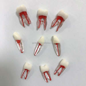 Hars Dentale Endodontische Tandmodel Met Wortelkanaalblok Voor Studentenstudie - Product Image 6