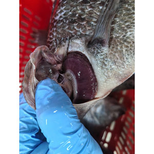 Tilapia Congelata IQF per il Mercato UE, Pesci Tilapia Congelati 350-550g, 550-750g, Tilapia Congelata Eviscerata e Sconchigliata - Product Image 6