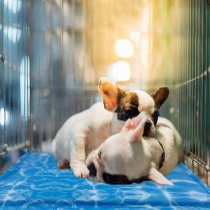 เสื่อทำความเย็นแบบฉีดน้ำในร่มและกลางแจ้งแผ่นระบายความร้อนด้วยตนเองสำหรับสุนัขและแมวเสื่อทำความเย็นสำหรับสัตว์เลี้ยง - Product Image 6