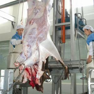 Línea de Sacrificio de Ganado Personalizable para Mataderos Modernos y Plantas de Procesamiento de Carne - Product Image 2