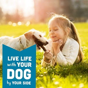 Compléments alimentaires pour la santé des animaux de compagnie en marque privée OEM/ODM, friandises pour le gain musculaire des chiens pour la récupération après l'exercice d'accélération - Product Image 4