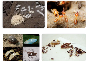 Beta-cipermetrina 5% Propoxur 5%10% SC Insecticida Sanitario Seguro <span class=keywords><strong>para</strong></span> Moscas, Mosquitos, Cucarachas, Hormigas y <span class=keywords><strong>Pulgas</strong></span> - Product Image 3