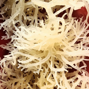 ผ้าไอริชแบบแห้งมาตรฐานส่งออกไปยังสหภาพยุโรป - Product Image 1