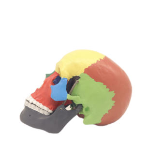 Esqueleto humano de 3 partes do crânio cromatográfico da separação do PVC do modelo do ensino do laboratório para a ciência médica - Product Image 1