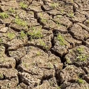 Prévenir les maladies Améliorer le sol pour la pastèque oignon gingembre <span class=keywords><strong>ail</strong></span> chou Usine d'engrais bioorganique - Product Image 3