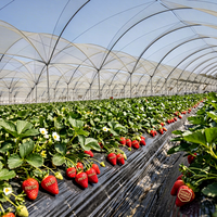 Fraises rouges fraîches en serre, cultivées en rangs, avec des fleurs blanches et une couverture de paillis noir