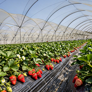Fraises rouges fraîches en serre, cultivées en rangs, avec des fleurs blanches et une couverture de paillis noir - Product Image 3