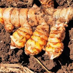 Sıcak satış yüksek kalite kurutulmuş zerdeçal kökü Curcumin zerdeçal parmaklar bütün sopa kök - Product Image 2