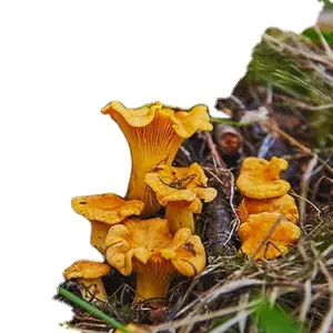 DETAN 2023 Competitive Price Premium Quality Fresh Wild Chanterelles Mushrooms