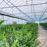 Serre en film PE multi-chapelles à structure en acier galvanisé, petite serre commerciale blanche monocouche pour légumes et fleurs