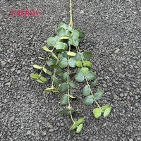 Ranting Eucalyptus Sutra Gantung DC280 Grosir Panjang 82cm, Pengisi Tanaman Hijau Berkualitas Tinggi untuk Dekorasi Meja Acara Pesta