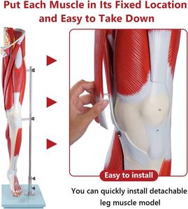 Model anatomi otot kaki Model kaki otot 3D Model otot kaki manusia yang dapat dilepas 13 bagian sistem navigasi otot - Product Image 4