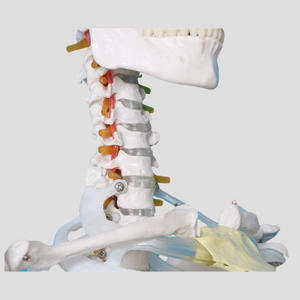 Modelo de Demostración de Esqueleto Humano con Nervios y Vasos Sanguíneos, Modelo de Entrenamiento de Ciencias Médicas, 176 cm, PVC, MAXCARE MAC-YJ35 - Product Image 3