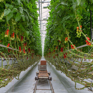 Sinok Gewächshaus Hydro ponik Turm NFT Hydro ponik für Salat Vertikale Landwirtschaft <span class=keywords><strong>Cocopeat</strong></span> Tomaten Gemüse Landwirtschaft Landwirtschaft - Product Image 5