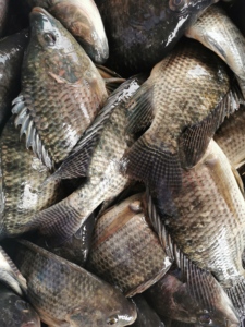 Marisco QUALITY least wholesale top fresh frozen fish foremost tilapia - Product Image 5