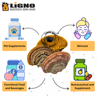 Poudre de Champignon Soluble Sang Huang LiGNO SH02 de Qualité Supérieure, Meilleure Vente en Malaisie, pour Boissons Bien-être, Partenaire OEM