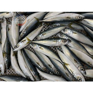 Sgombro del Pacifico Congelato (Scomber Japonicus) Intero Congelato 300-500g - Product Image 4