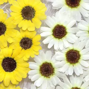 Echte Gedroogde Geperste Bloem Daisy Gedroogde Bloemen