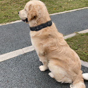 Collier tactique en nylon pour chien, réglable, pour chiens de taille moyenne et grande, toutes saisons, motif monochrome - Product Image 4