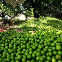 Vietnam Premium Kwaliteit Biologische Pitloze Citroenen Verse Limoenen Voor Export Groothandel Leverancier