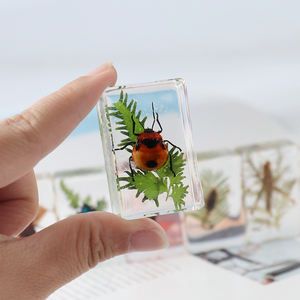 राल नमूना बग संग्रह में अंधेरे वास्तविक कीट पत्ती पौधे के बग में चमक - Product Image 6