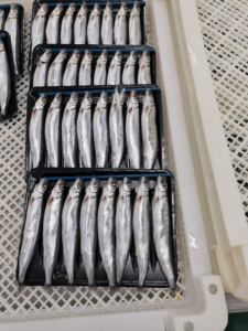 <span class=keywords><strong>Poisson</strong></span> capelin congelé - Product Image 6