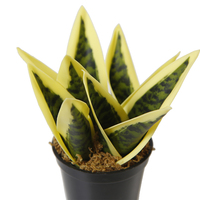 Fausses plantes de bonsaï jaunes de haute qualité, lot de 10, 14CM, serpent artificiel, pour l'intérieur