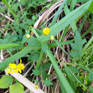 Flores Secas de Crisantemo <span class=keywords><strong>Indicum</strong></span> Amarillo Natural Silvestre Nuevas en Venta - Product Image 5