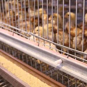 Jaula Multifuncional para Cría de Pollos, Jaula para Gallinas Ponedoras/Hueveras Tipo H de 4 Niveles, Jaula Automática para Pollos con Línea de Alimentación - Product Image 3