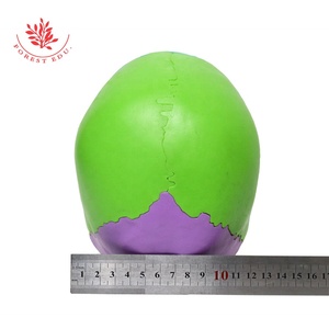 <span class=keywords><strong>El</strong></span> modelo de cráneo anatómico médico incluye FRT025 pintado de colores, <span class=keywords><strong>el</strong></span> hueso entero se puede dividir en 22 Partes, modelo de <span class=keywords><strong>esqueleto</strong></span> de cráneo - Product Image 6