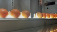 Ligne de production industrielle automatique pour le lavage, le nettoyage, le tri, l'inspection, le codage et la calibrage par poids des œufs frais