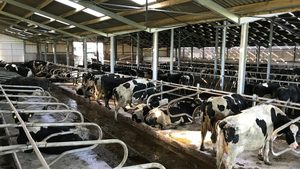 Gia Súc Barn Kết Cấu Thép Cho Chăn Nuôi Nông Nghiệp Nhà Đúc Sẵn Bò Nhà Kho - Product Image 5