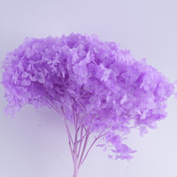 Hydrangea Anna séchée naturelle et préservée pour la décoration de mariage, les arrangements floraux, la Saint-Valentin et la décoration intérieure – Vente en gros