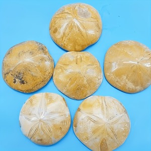 Espinoso marino fósil, estrella de mar bien conservada, espinoide, espécimen natural para colección de paleoentusiastas, mineral de interior - Product Image 1
