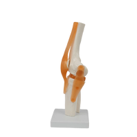 Modèle anatomique de la genouillère grandeur nature de haute qualité en PVC pour l'enseignement des soins infirmiers