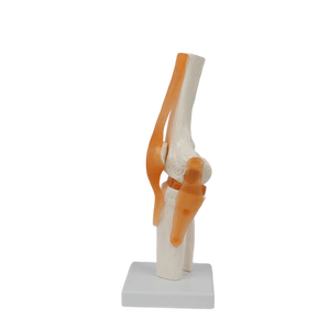 Hoogwaardig medisch anatomisch <span class=keywords><strong>model</strong></span> van een kniegewricht op ware grootte, van <span class=keywords><strong>PVC</strong></span>-materiaal, voor verpleegkundige onderwijs. - Product Image 4
