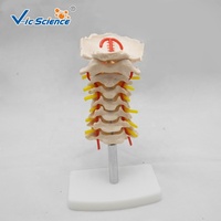 Modelo de Vértebras Cervicales Articuladas con Disco Intervertebral y Nervio para Entrenamiento de Rehabilitación y Masaje, con Certificaciones CE/ISO/ROHS/CNAS