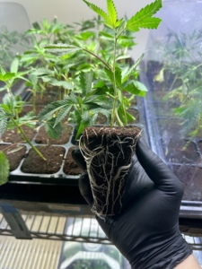 CoCo than bùn khối hydroponics được sử dụng để trồng cây dừa dừa - Product Image 4